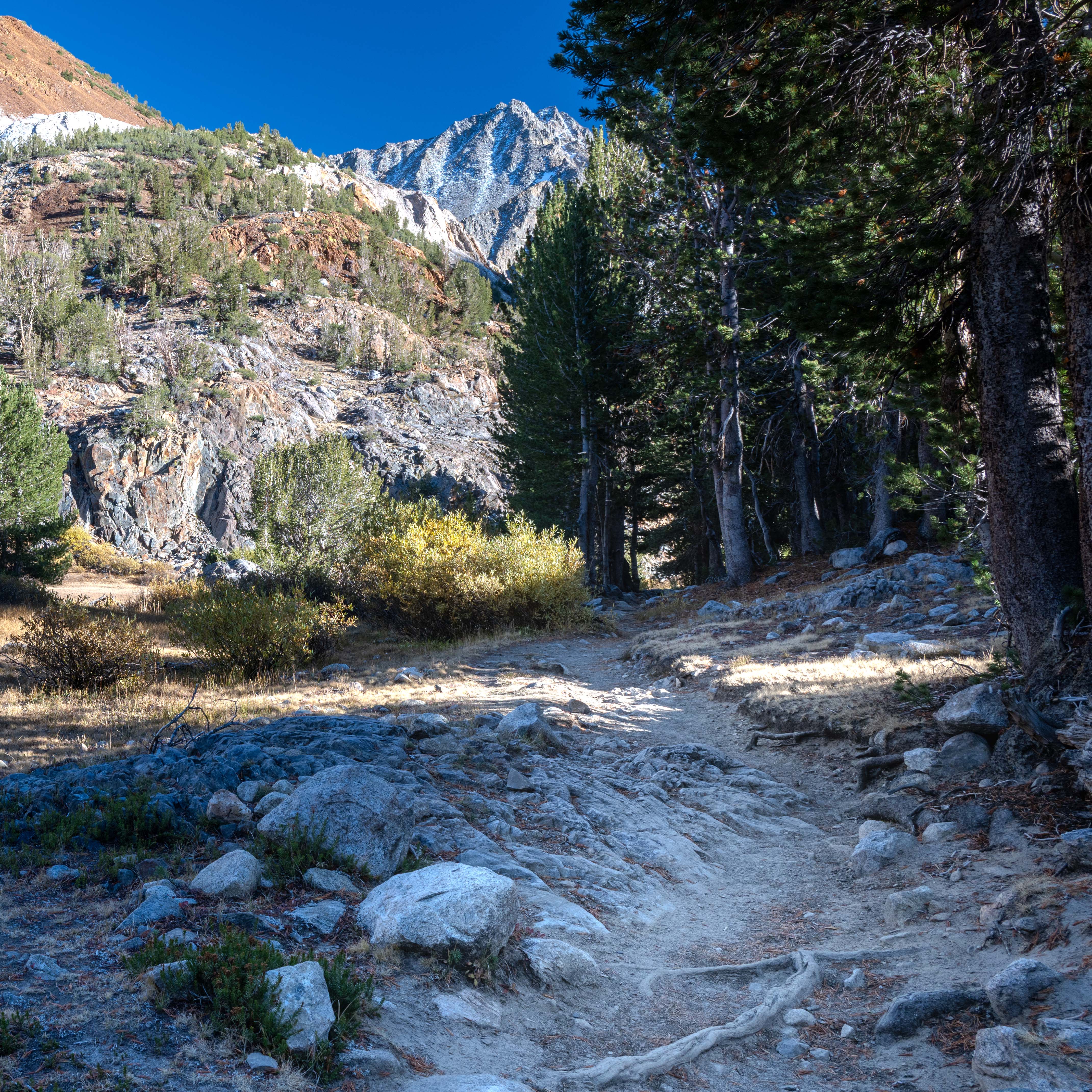 Mountain trail through forest